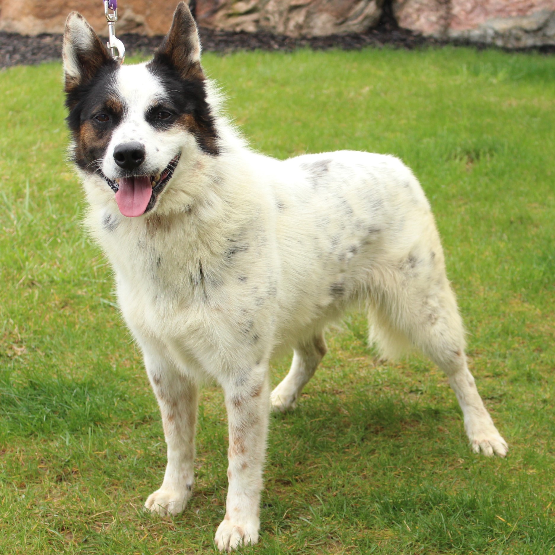 Enlarge Banjo, a Adoptable mixed breed in Eaton, OH image 5/6