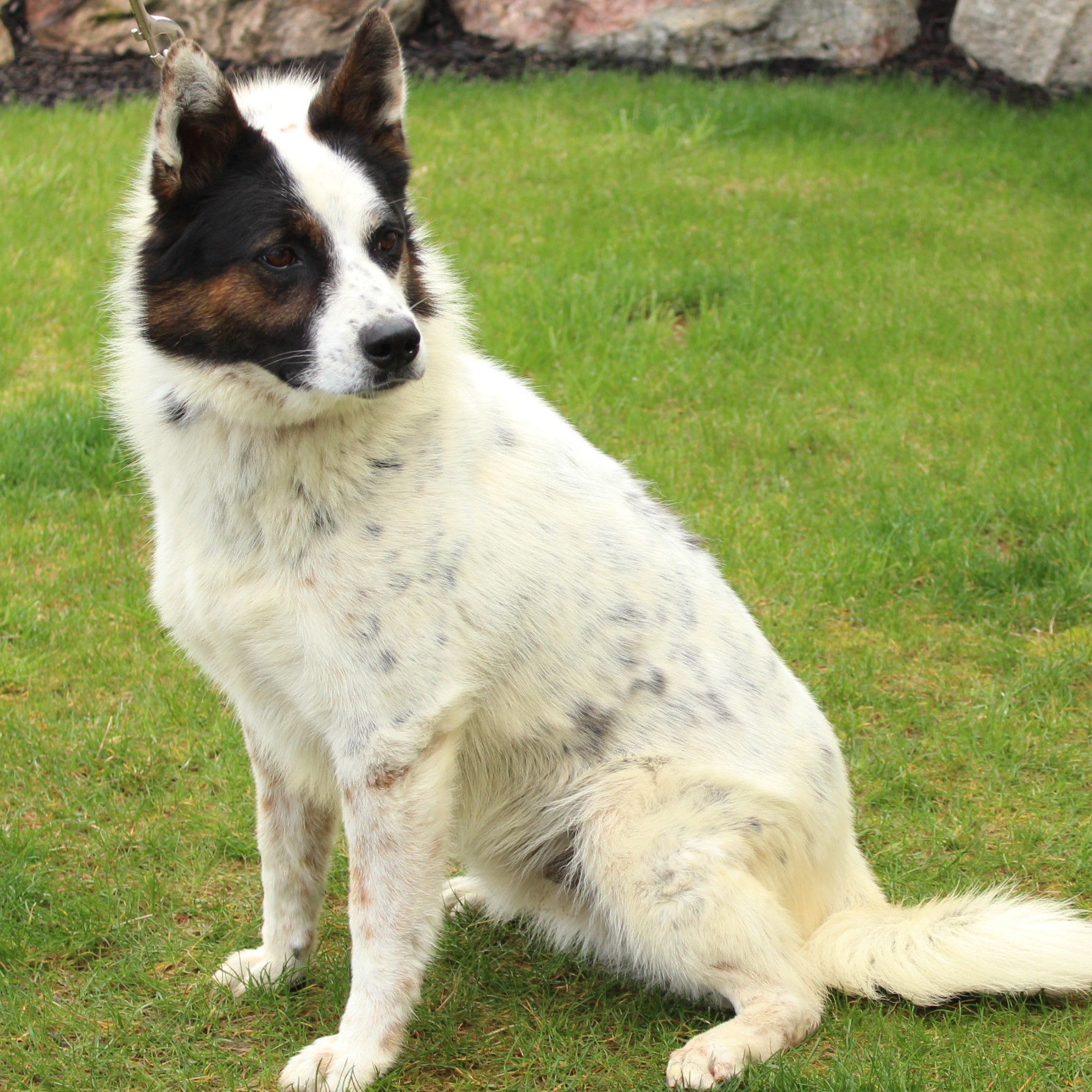 Enlarge Banjo, a Adoptable mixed breed in Eaton, OH image 6/6