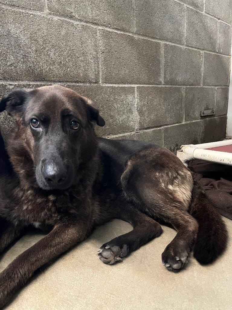 Sita, Adopted, Adult Female German Shepherd Dog & Mixed Breed.