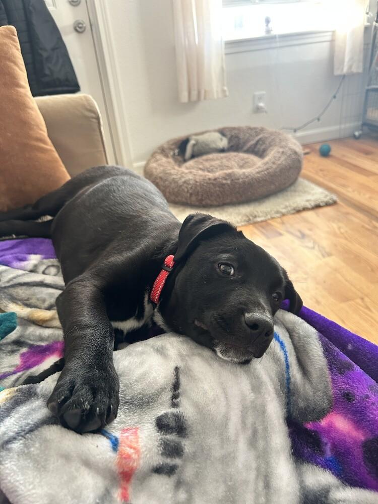 Enlarge Archie, a Adoptable mixed breed in Denver, CO image 2/6