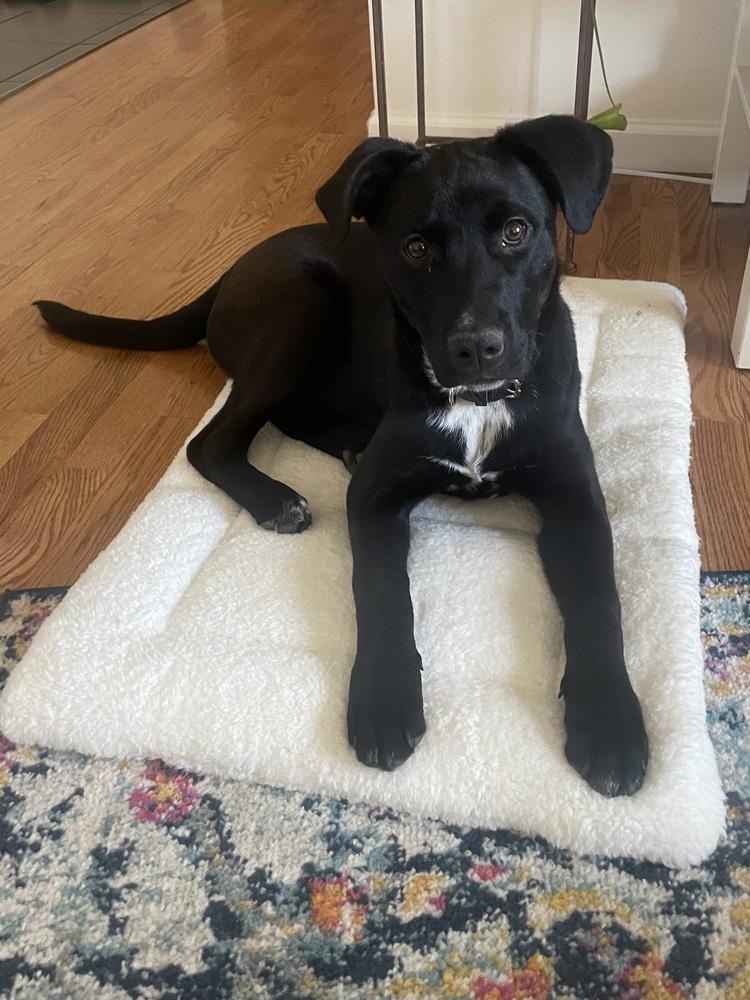 Enlarge Archie, a Adoptable mixed breed in Denver, CO image 3/6