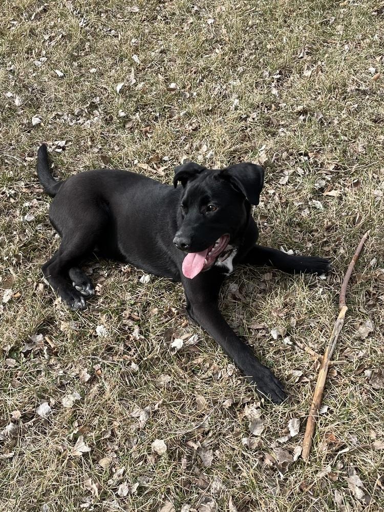 Enlarge Archie, a Adoptable mixed breed in Denver, CO image 4/6