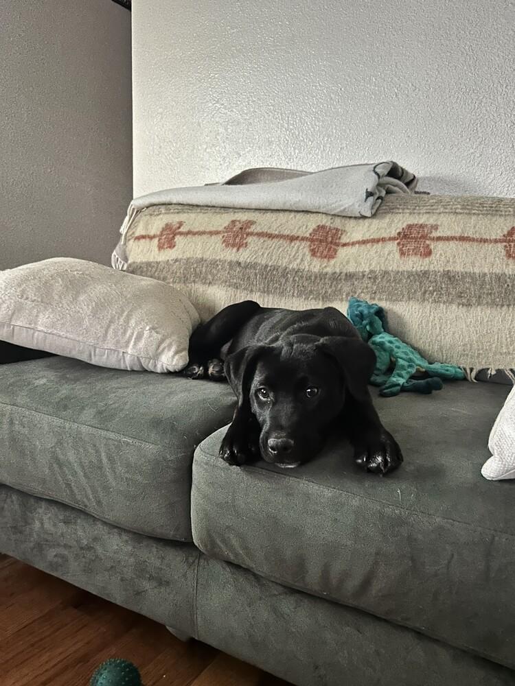 Enlarge Archie, a Adoptable mixed breed in Denver, CO image 6/6