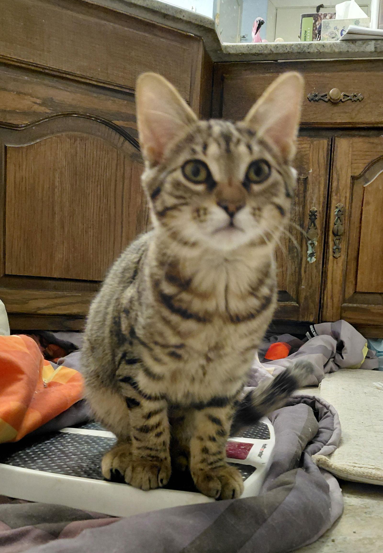 Enlarge Viktor Krum, a Adoptable Domestic Short Hair in Rowlett, TX image 2/3