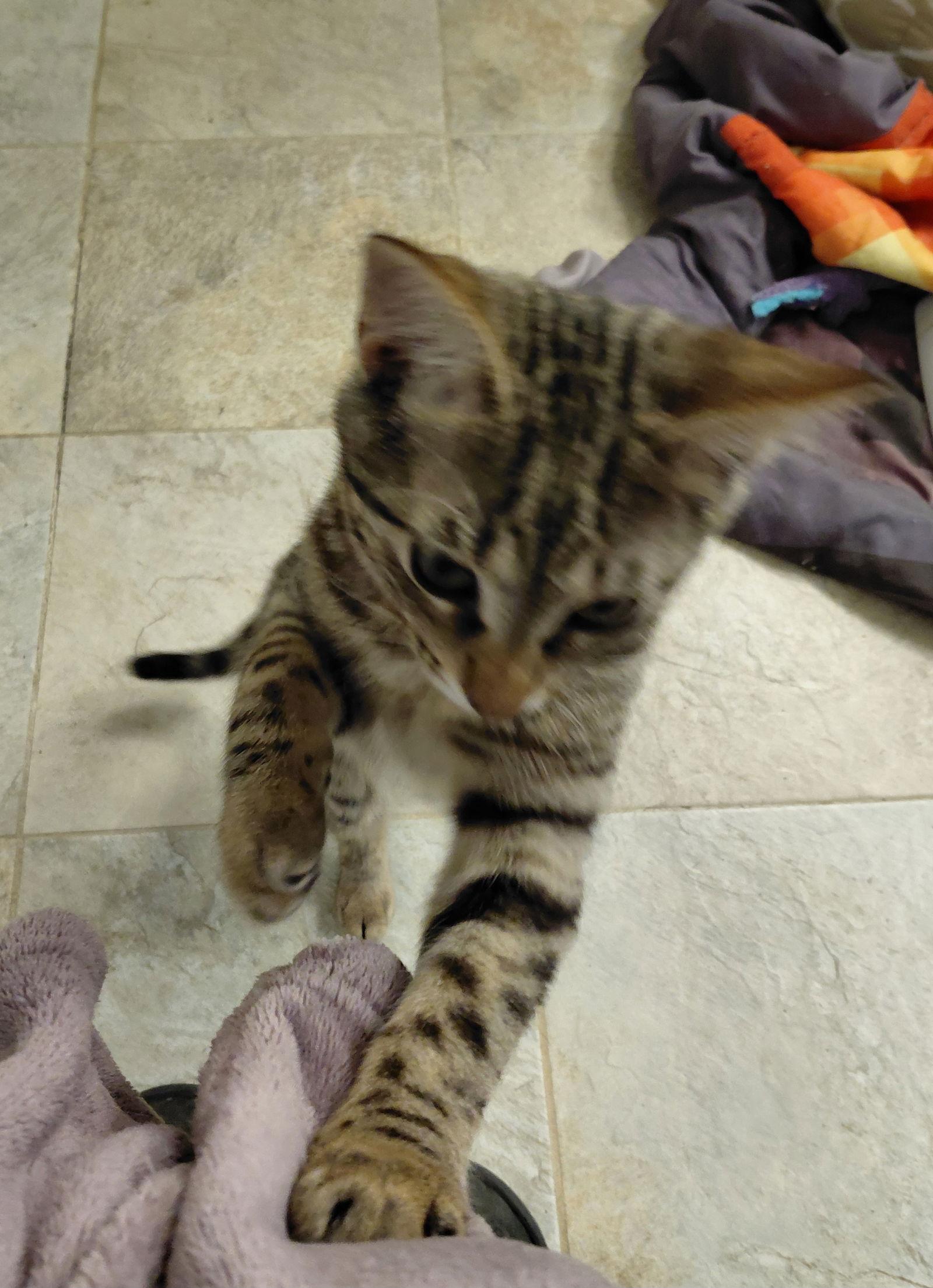 Enlarge Viktor Krum, a Adoptable Domestic Short Hair in Rowlett, TX image 3/3