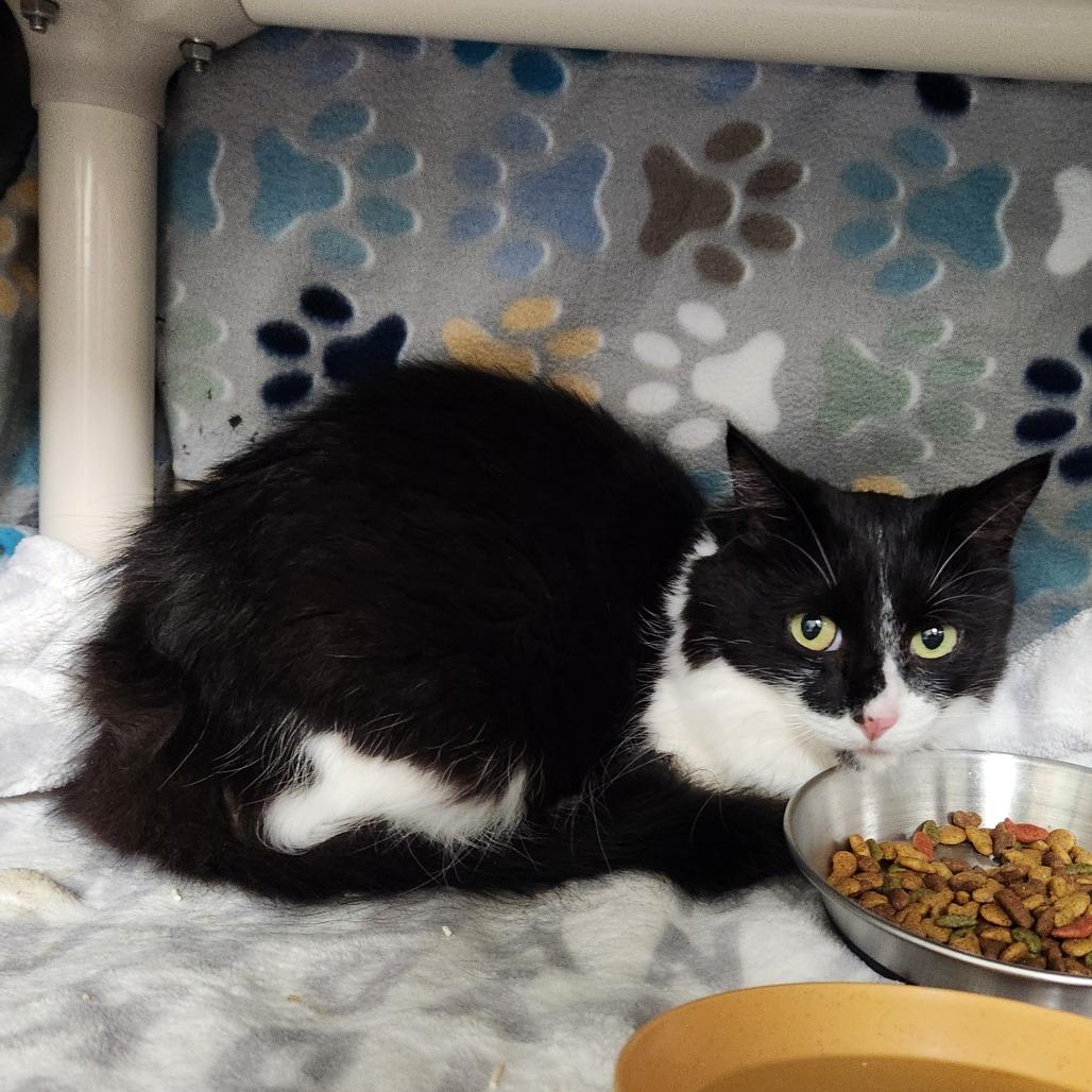 Clover, Adoptable, Adult Female Domestic Medium Hair.