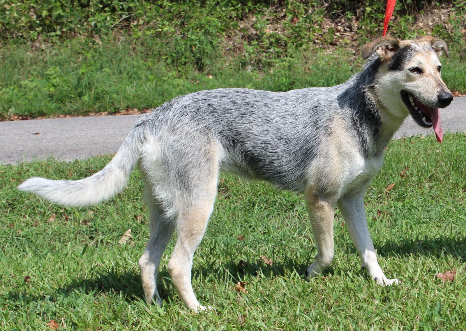 Sadie 42953, Adoptable, Young Female Husky & Shepherd.