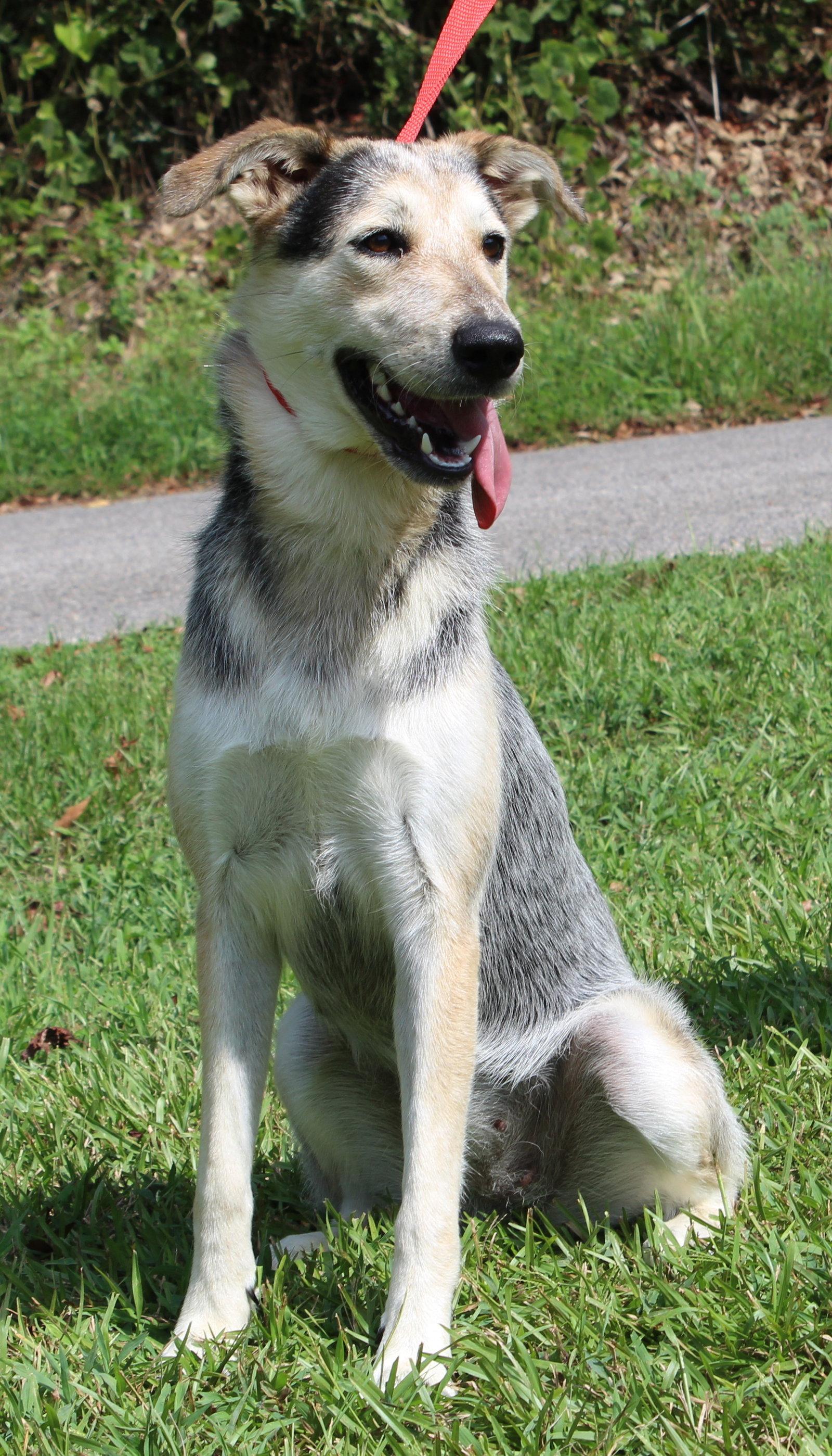 Enlarge Sadie 42953, a Adoptable mixed breed in Prattville, AL image 2/3