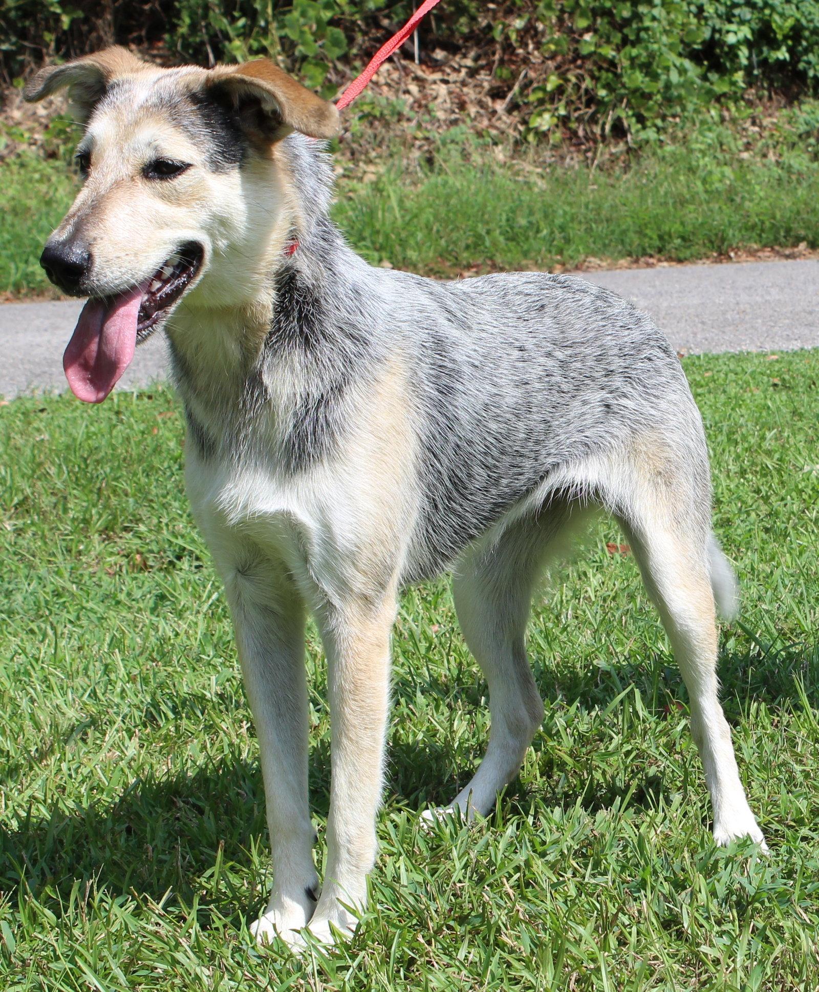 Enlarge Sadie 42953, a Adoptable mixed breed in Prattville, AL image 3/3