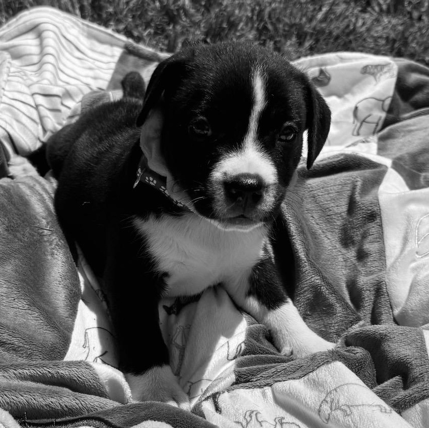 Enlarge Sparkle puppy, a Adopted mixed breed in Pleasant View, TN image 3/4