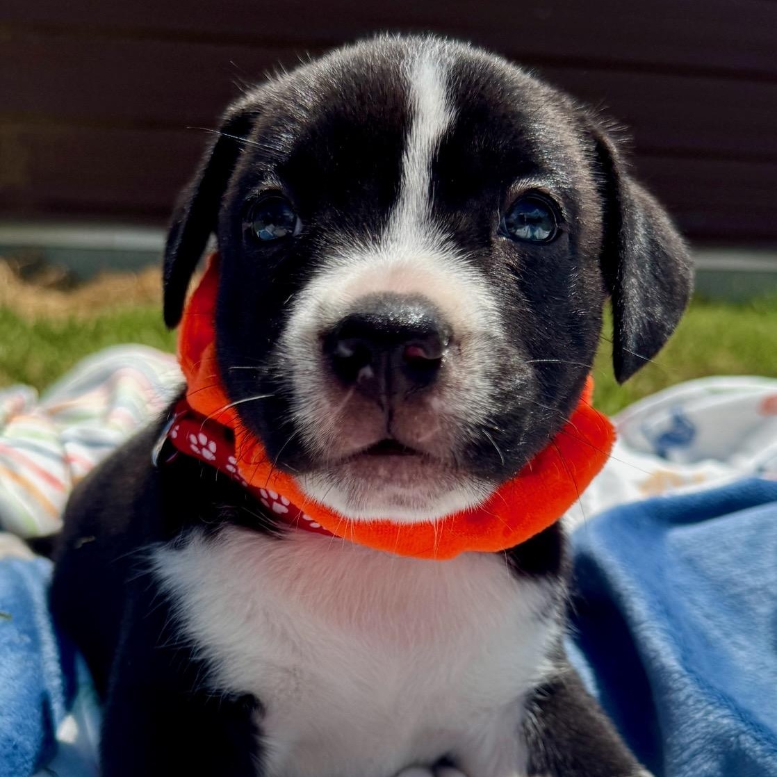 Enlarge Sparkle puppy, a Adopted mixed breed in Pleasant View, TN image 1/4