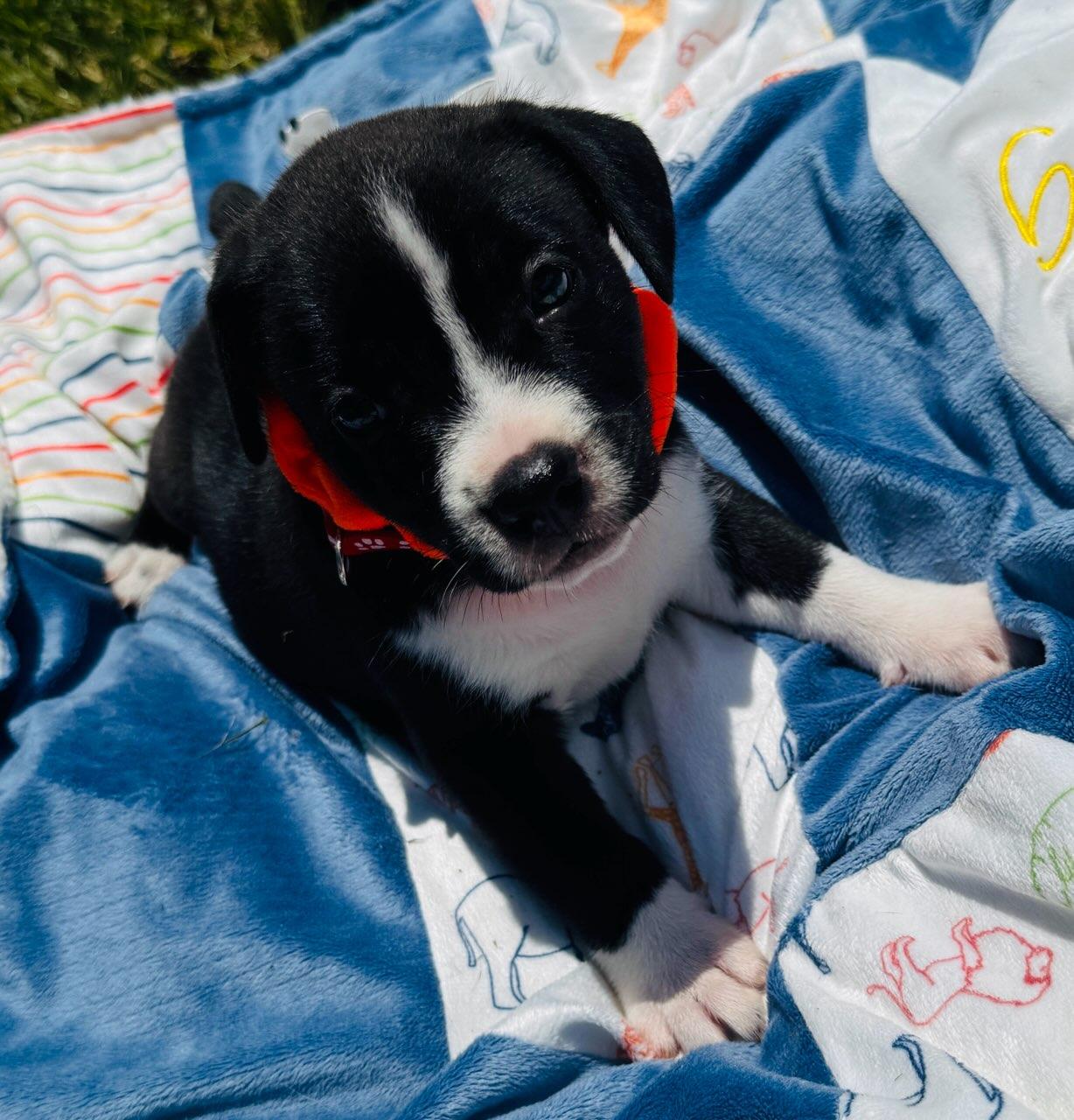 Enlarge Sparkle puppy, a Adopted mixed breed in Pleasant View, TN image 4/4