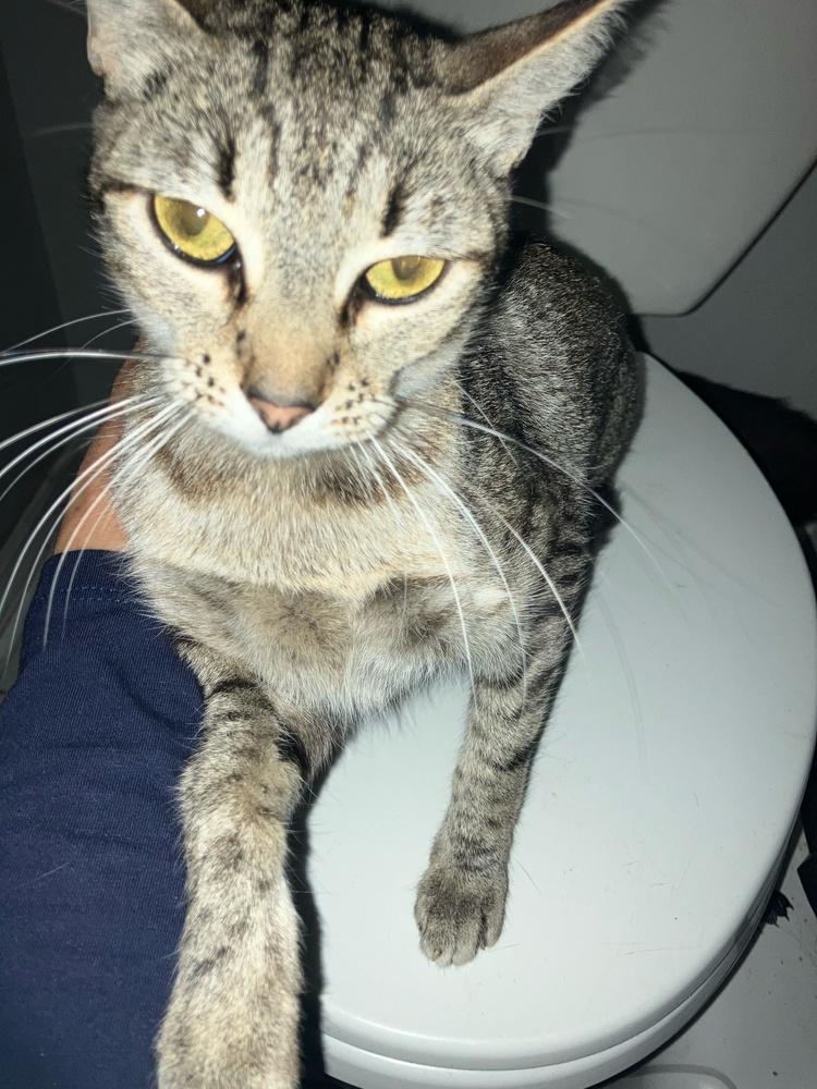 Enlarge Akira, a Adoptable Domestic Short Hair in Orlando, FL image 1/4