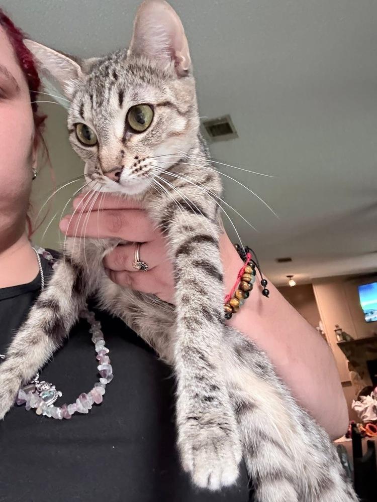 Enlarge Akira, a Adoptable Domestic Short Hair in Orlando, FL image 3/4