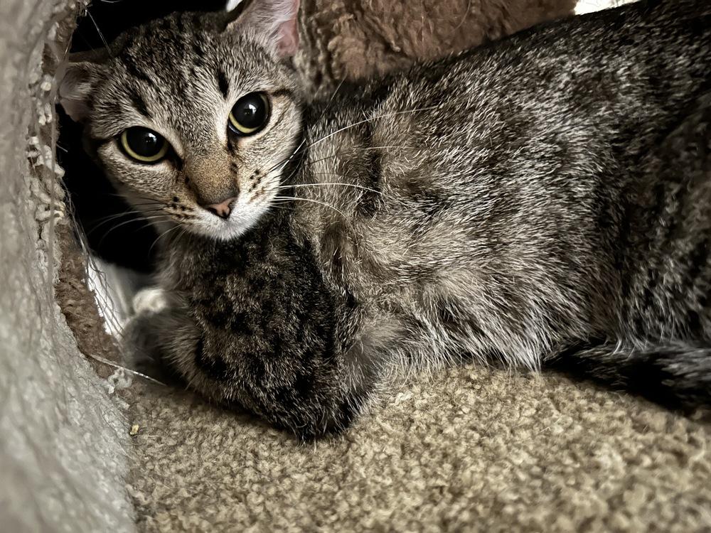 Enlarge Akira, a Adoptable Domestic Short Hair in Orlando, FL image 4/4
