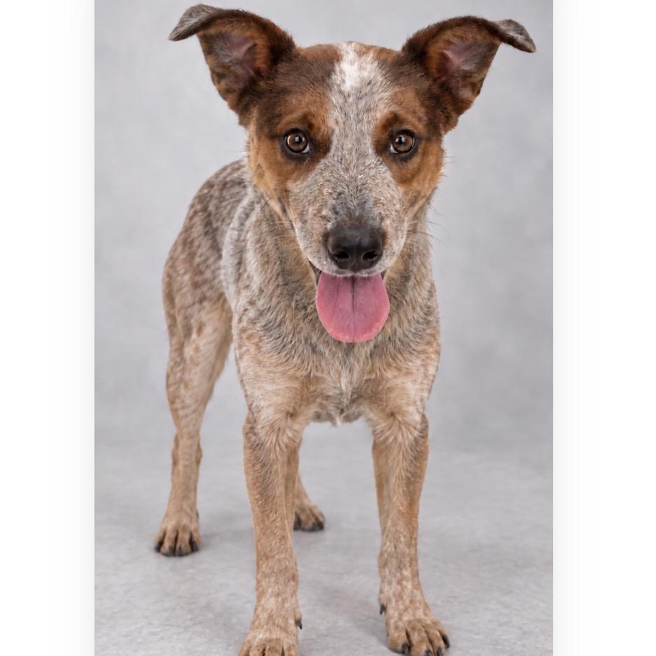 Enlarge Randy, a Adoptable Cattle Dog in Phoenix, AZ image 1/1