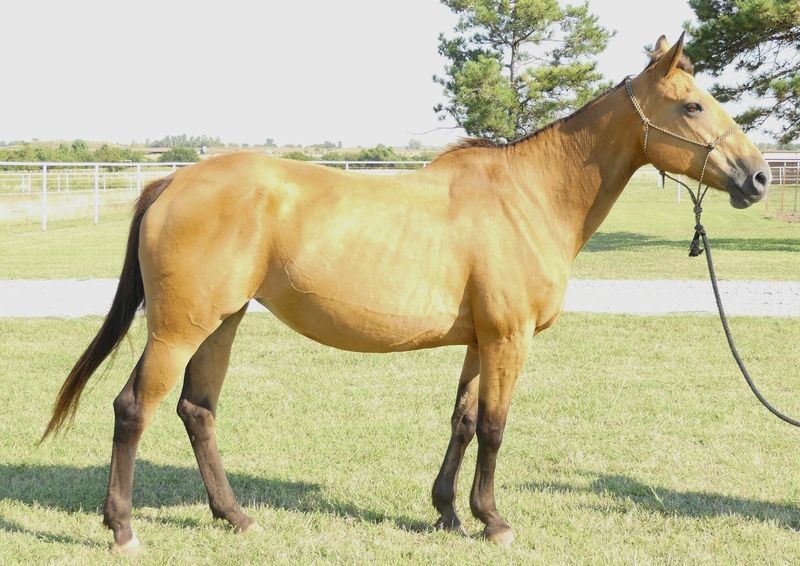 Josey, Adopted, Senior Female Quarterhorse.