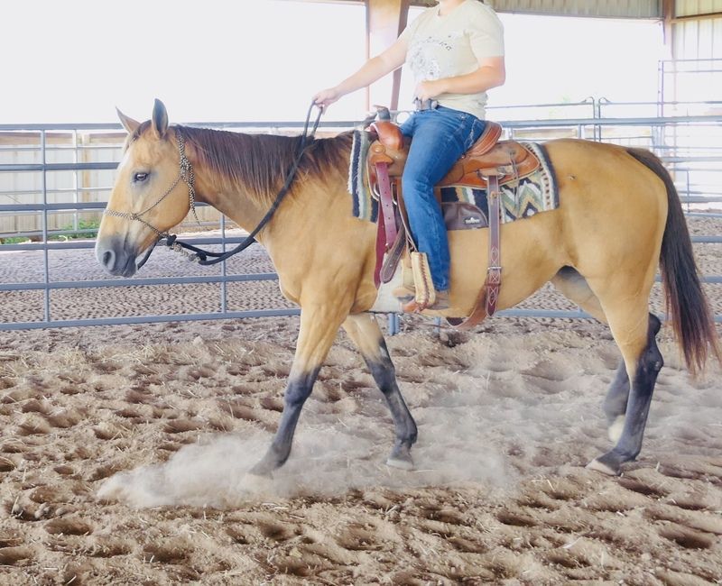 Enlarge Josey, a Adopted Quarterhorse in El Reno, OK image 2/3