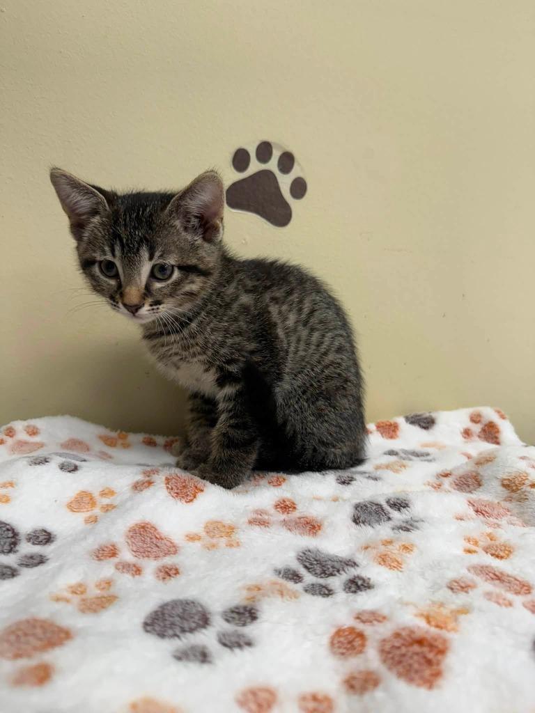 Chai, Adoptable, Kitten Female Domestic Short Hair.