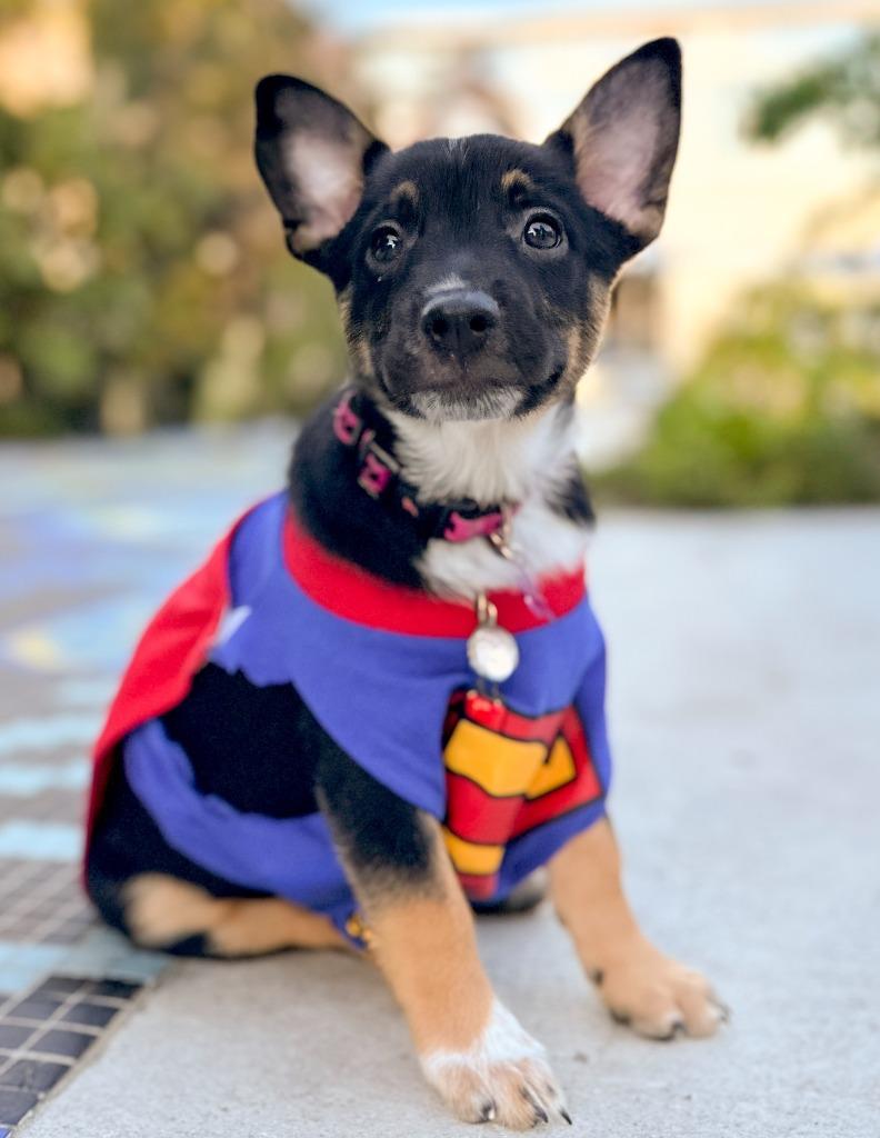 Nala — thumbnail 6