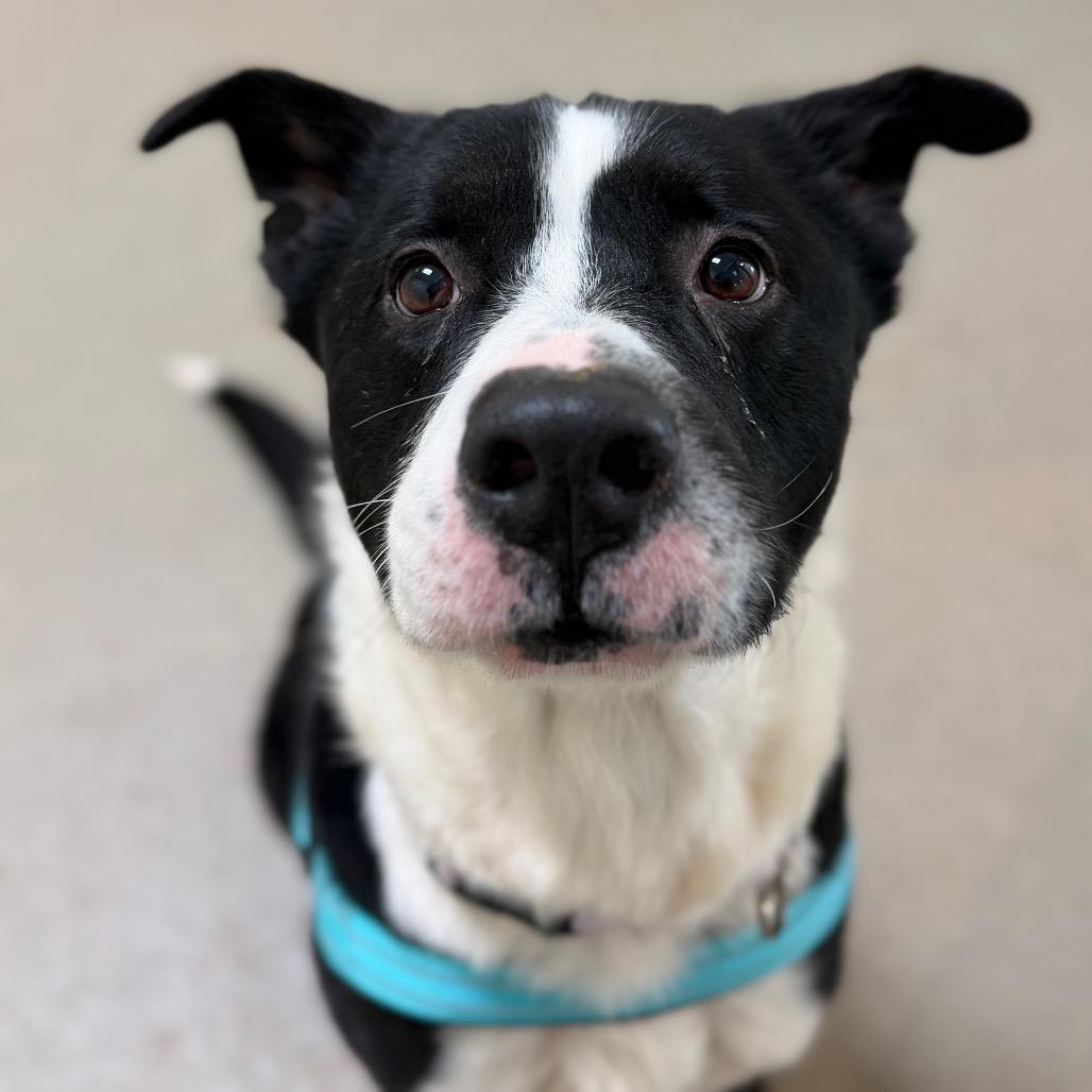 Dozer — thumbnail 2