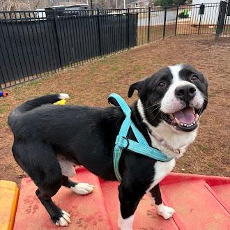 Dozer — thumbnail 3