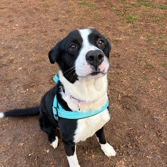 Dozer — thumbnail 4