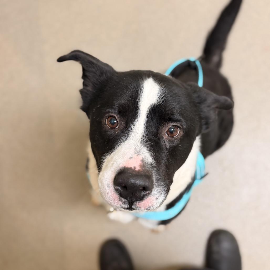 Dozer — thumbnail 5