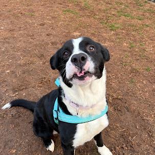 Dozer — thumbnail 6