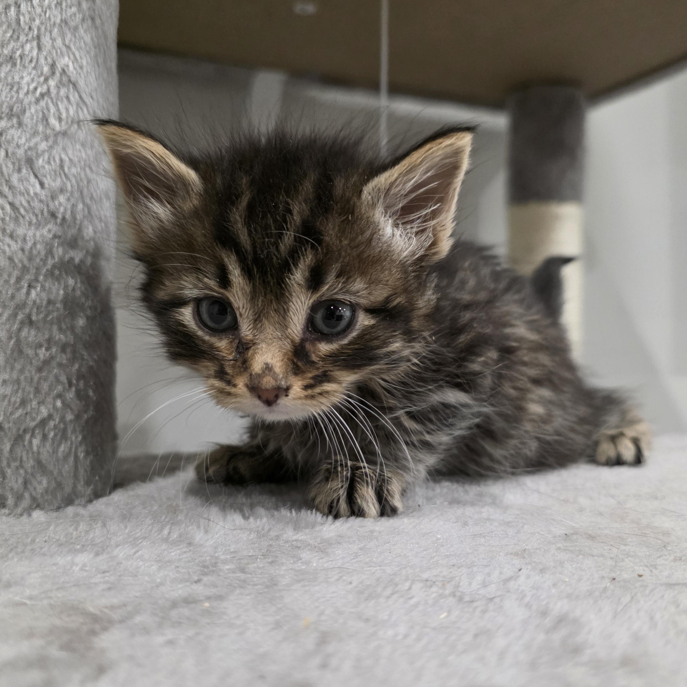 Enlarge Styles, a ADOPTABLE mixed breed in Moriches, NY image 2/3