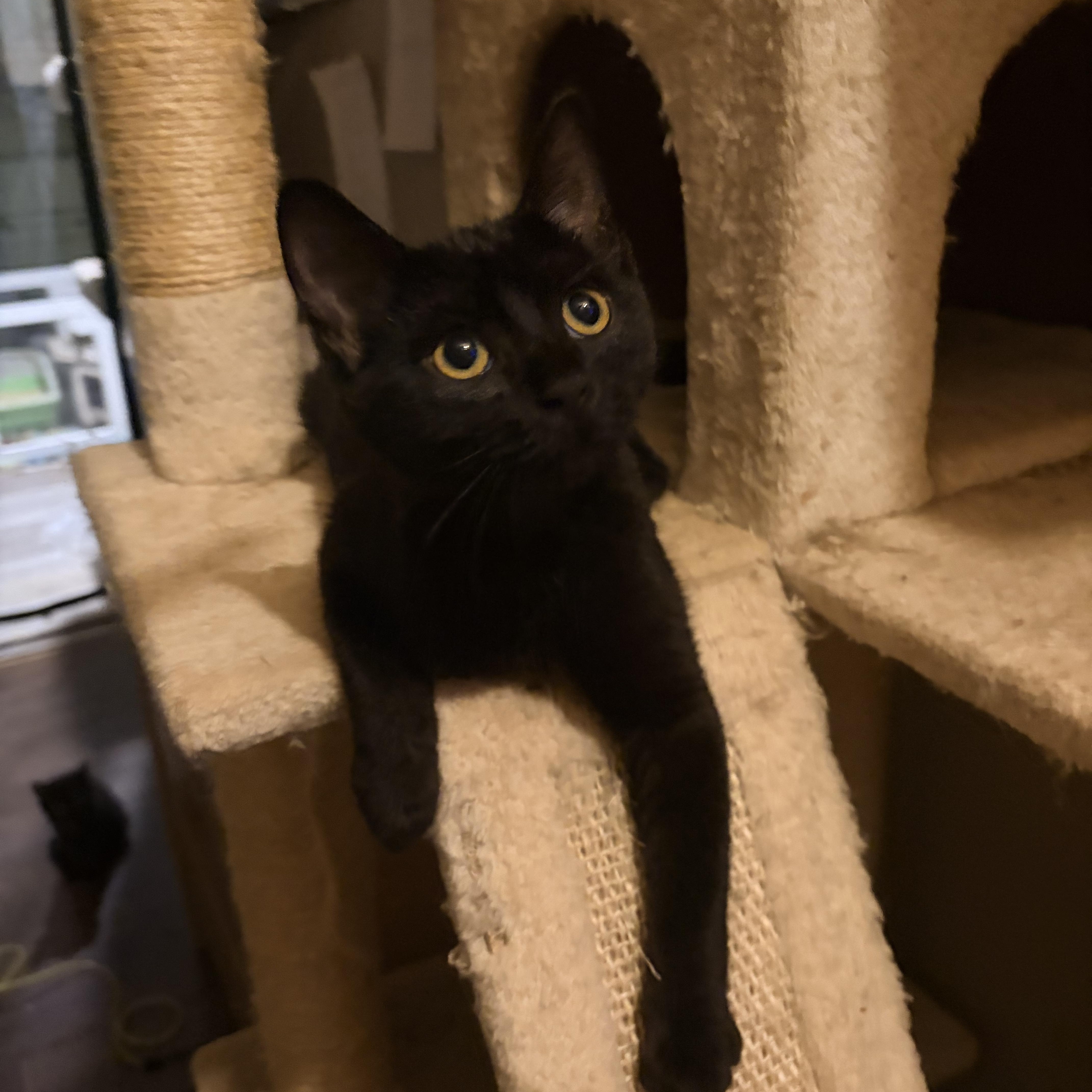 Hope, ADOPTABLE, Kitten Female Bombay & Domestic Short Hair.