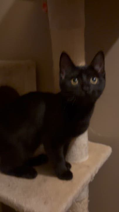 Enlarge Hope, a ADOPTABLE mixed breed in Newark valley, NY video 4/5