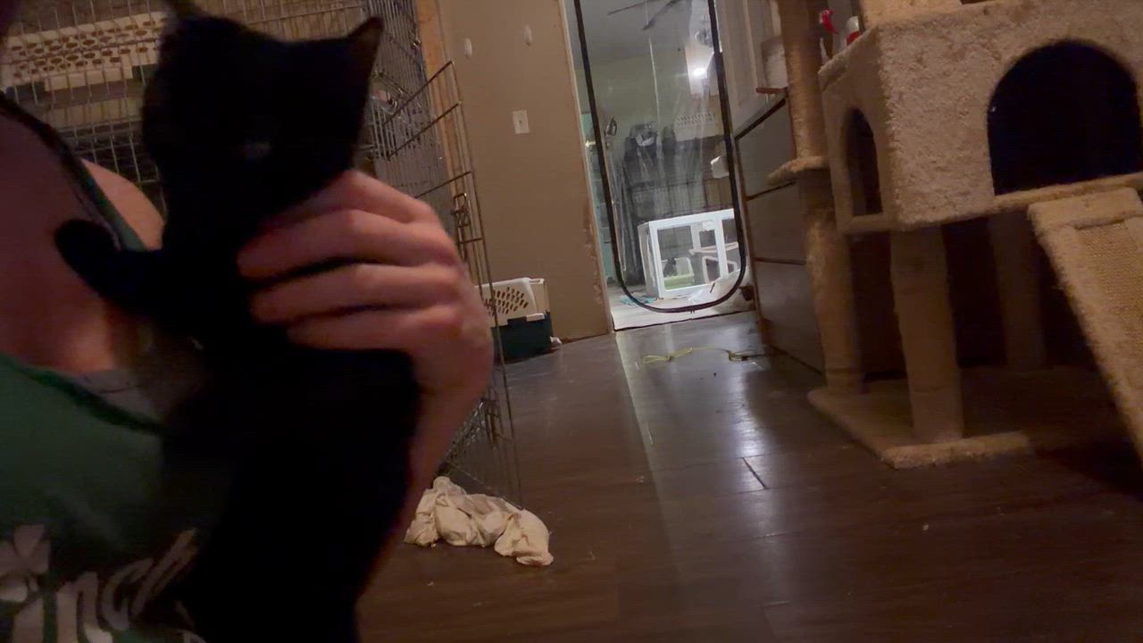 Enlarge Hope, a ADOPTABLE mixed breed in Newark valley, NY video 2/5