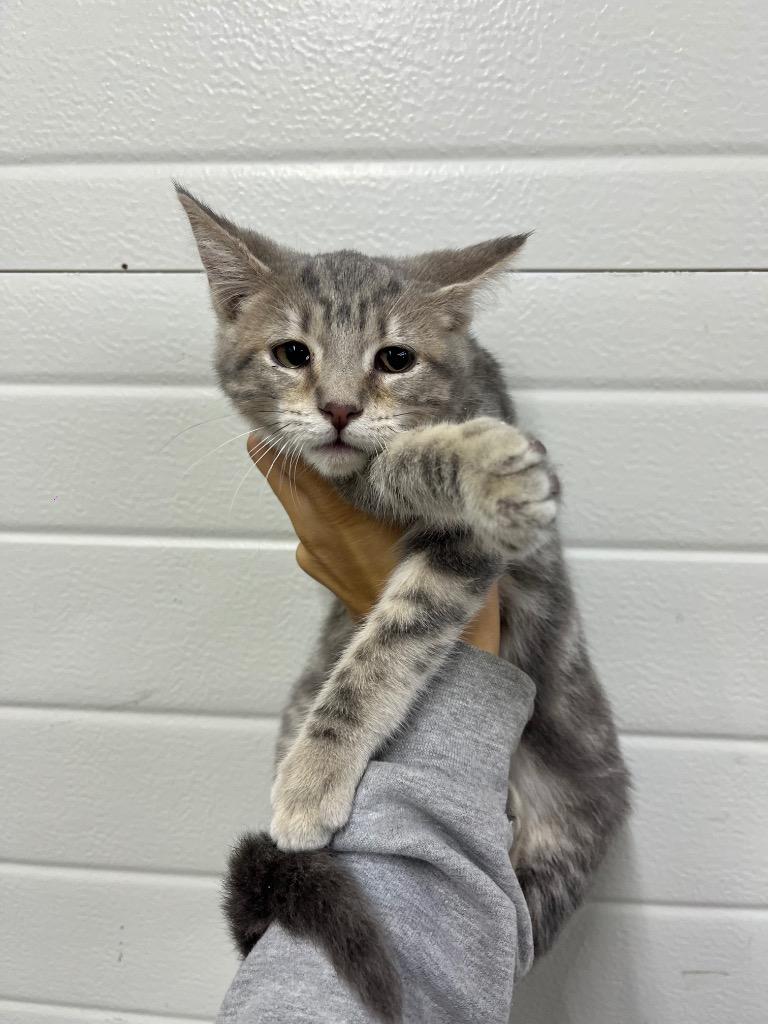 Emmy, Adoptable, Young Female Domestic Short Hair.