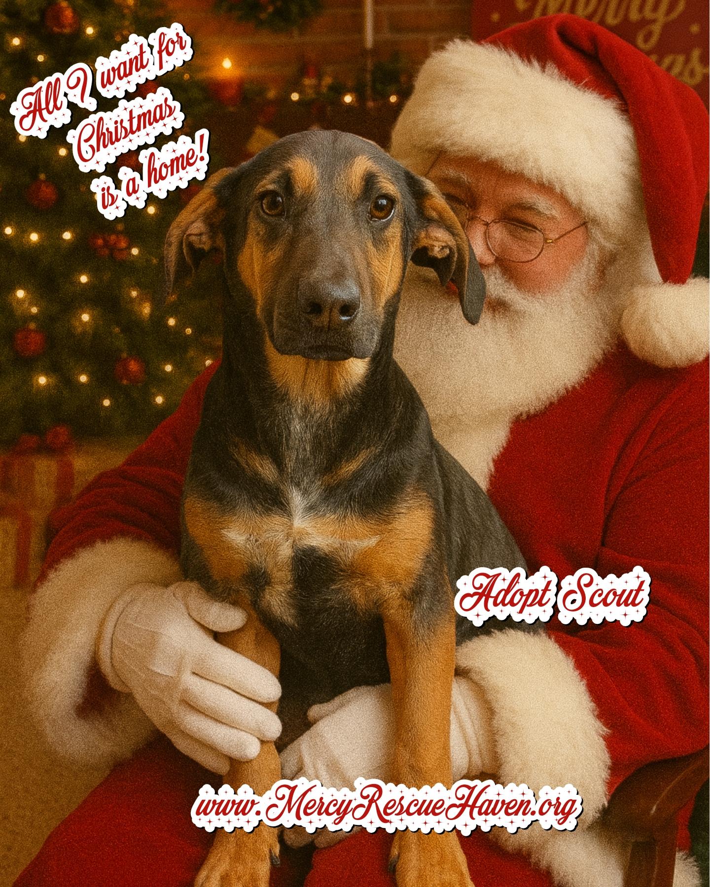 Scout, Adoptable, Puppy Female Black and Tan Coonhound.