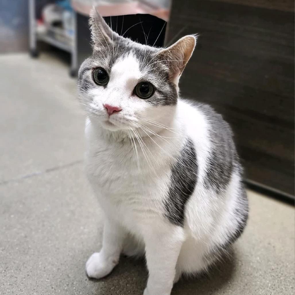 Enlarge Diamond, a Adoptable Domestic Short Hair in Greenfield, IN image 1/5