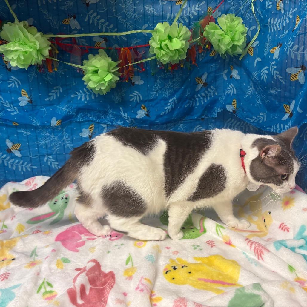 Enlarge Diamond, a Adoptable Domestic Short Hair in Greenfield, IN image 3/5