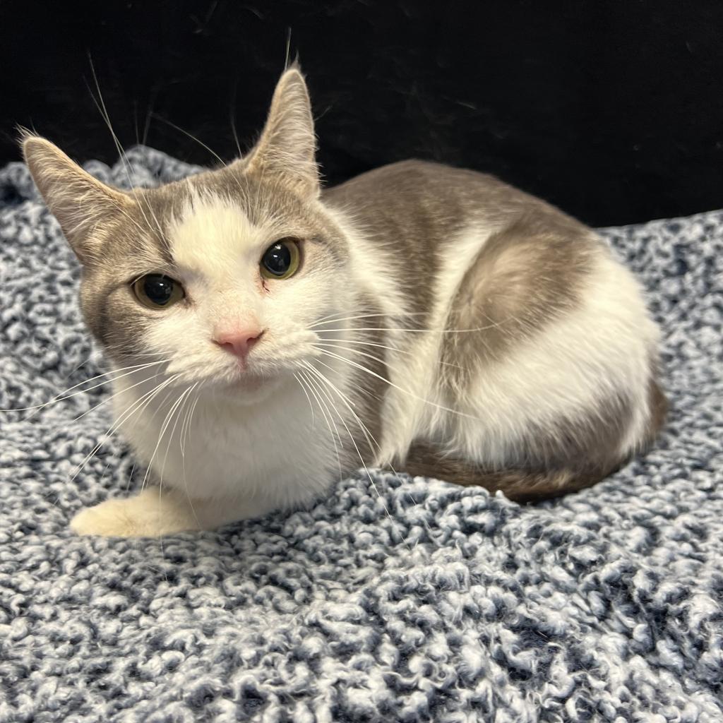 Enlarge Diamond, a Adoptable Domestic Short Hair in Greenfield, IN image 4/5