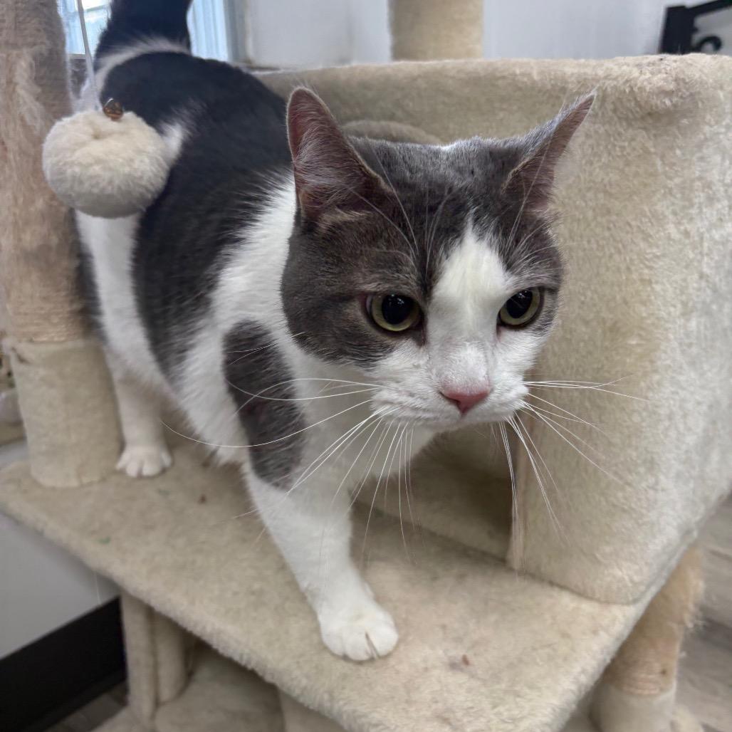 Enlarge Diamond, a Adoptable Domestic Short Hair in Greenfield, IN image 5/5