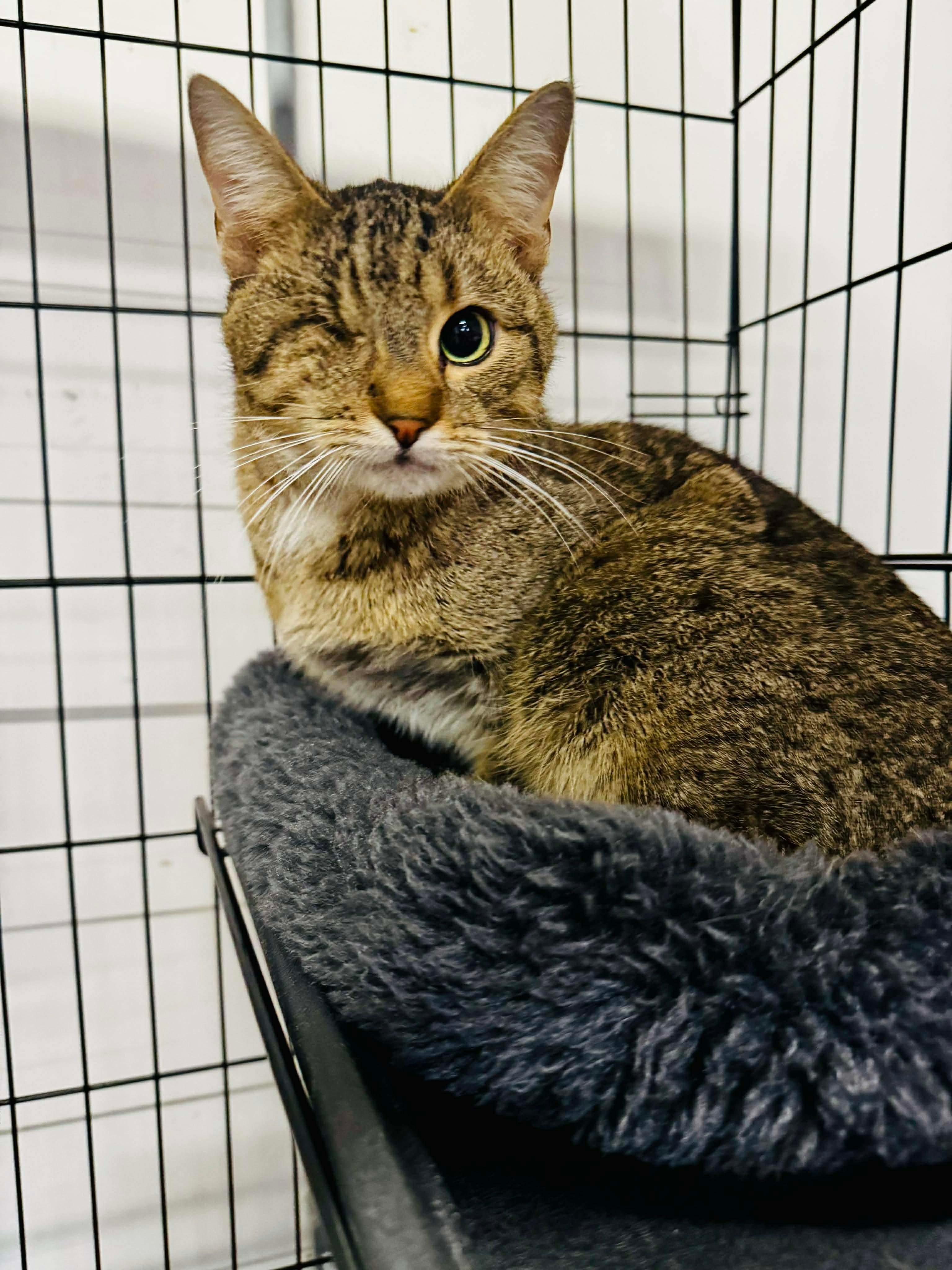 Enlarge One Eyed Jack, a ADOPTABLE Domestic Short Hair in Louisville, KY image 3/3