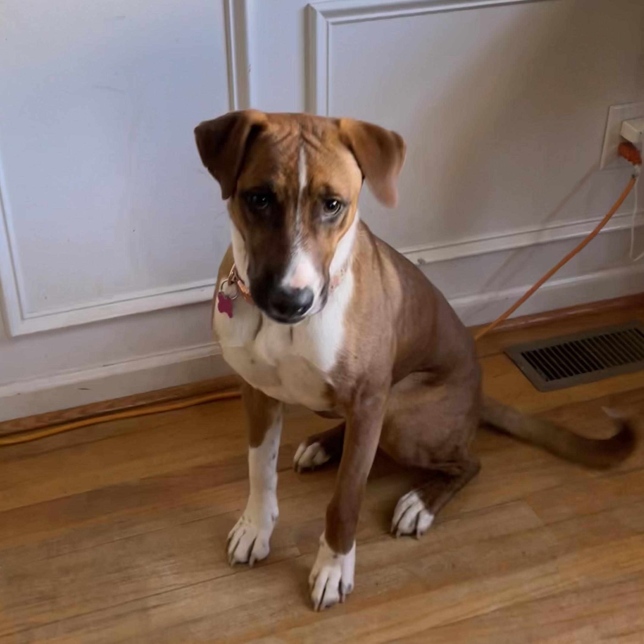 Harmony — thumbnail 2