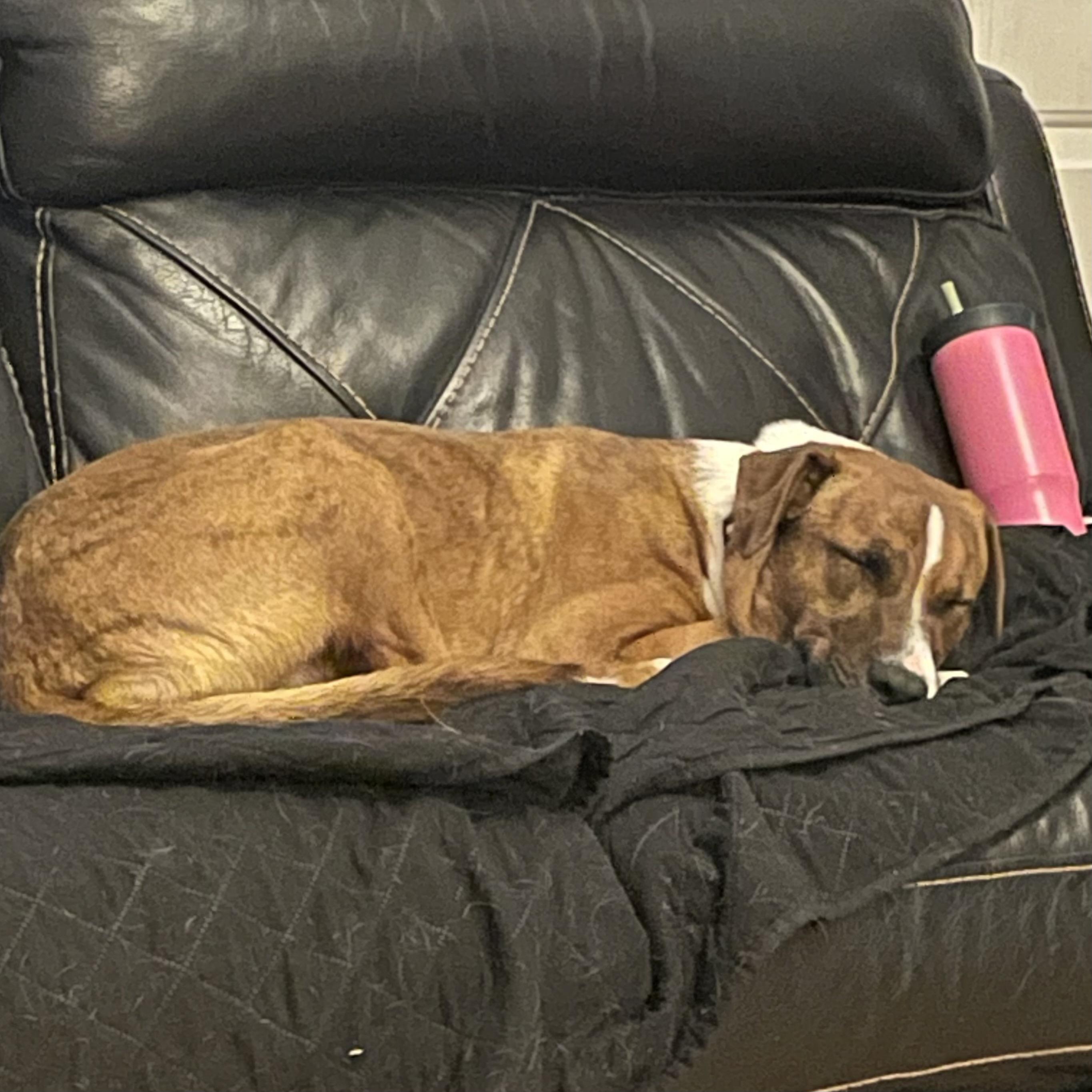 Harmony — thumbnail 3