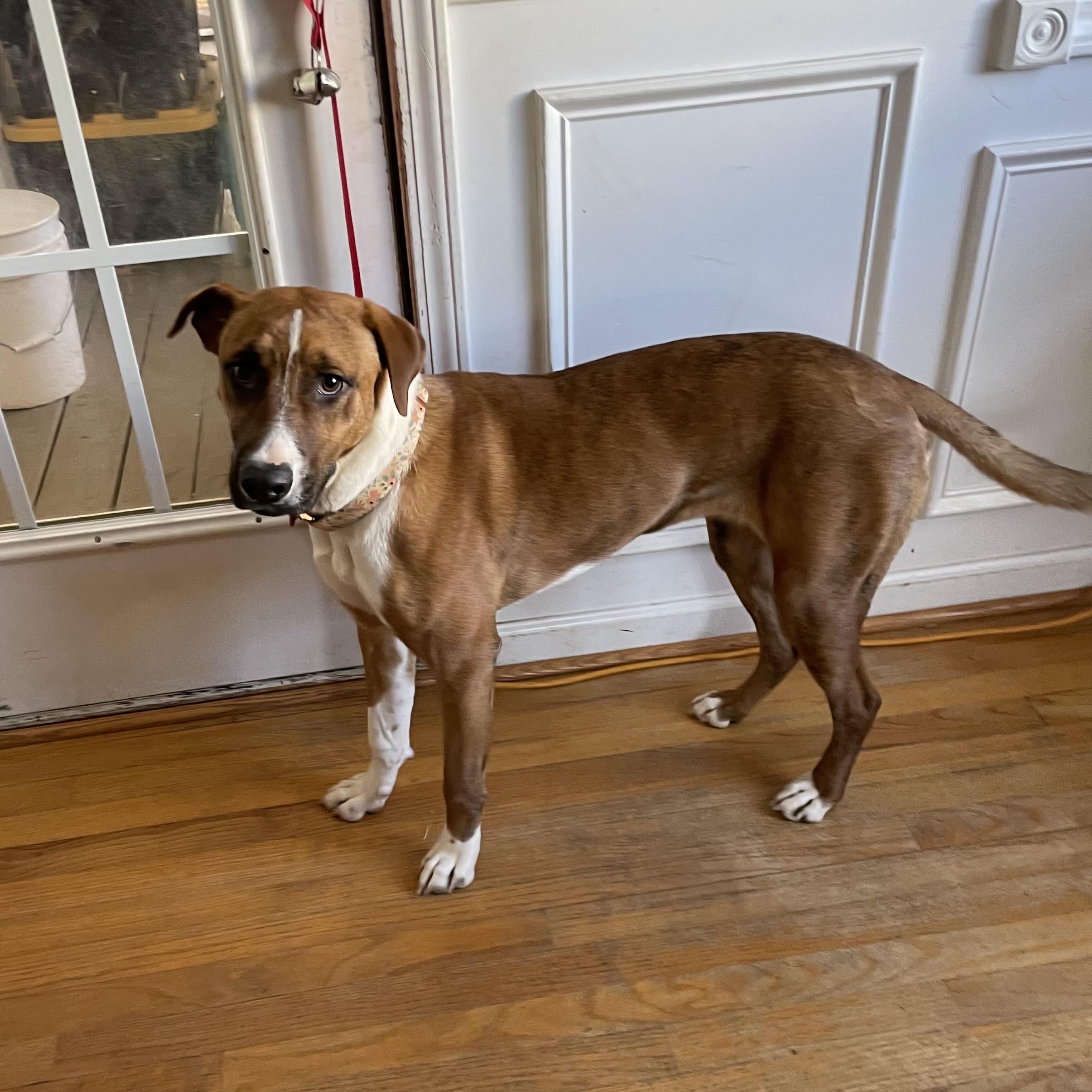 Harmony — thumbnail 4