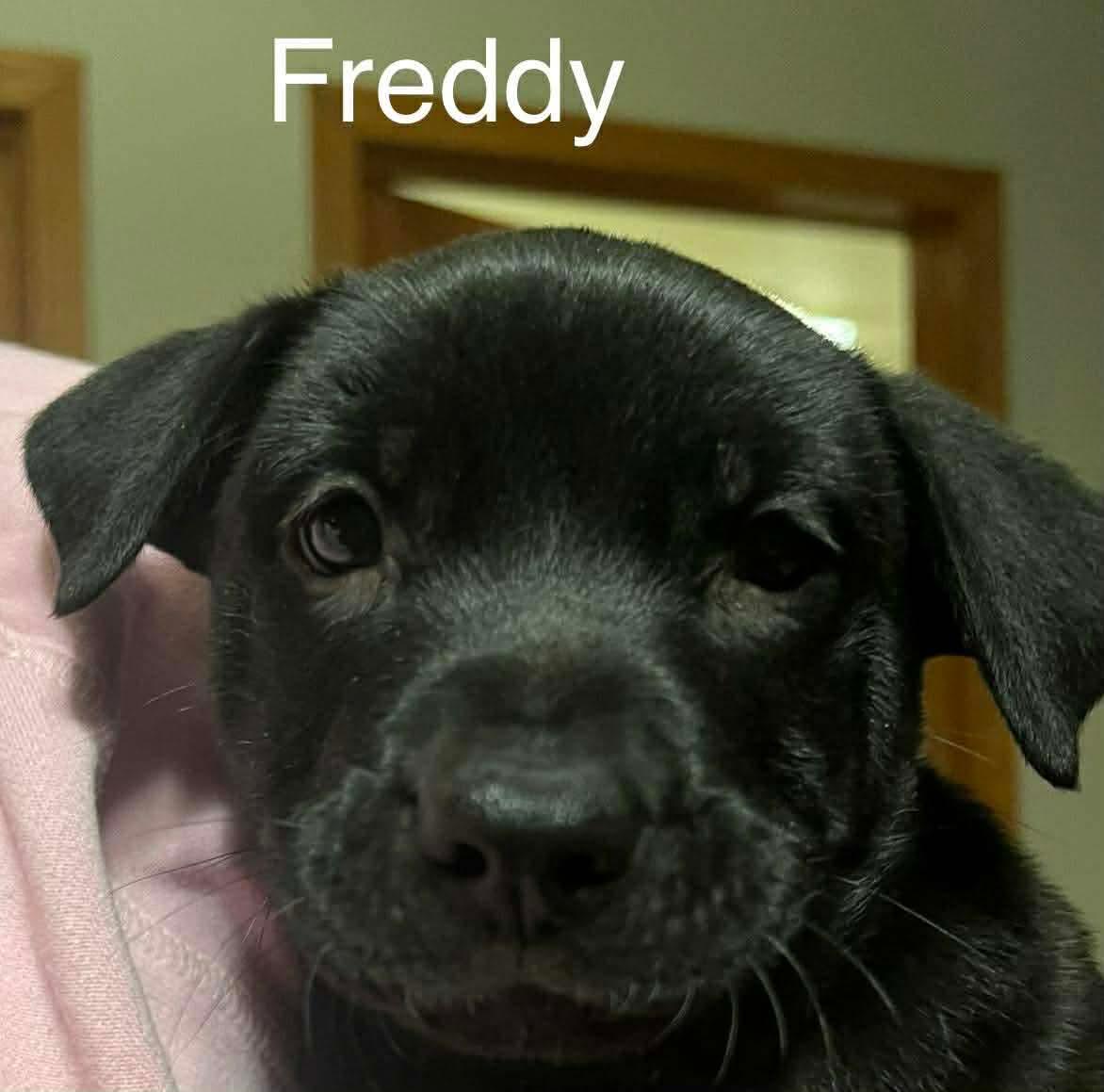 Enlarge Freddy, a Adoptable mixed breed in Riverside, IA image 1/1