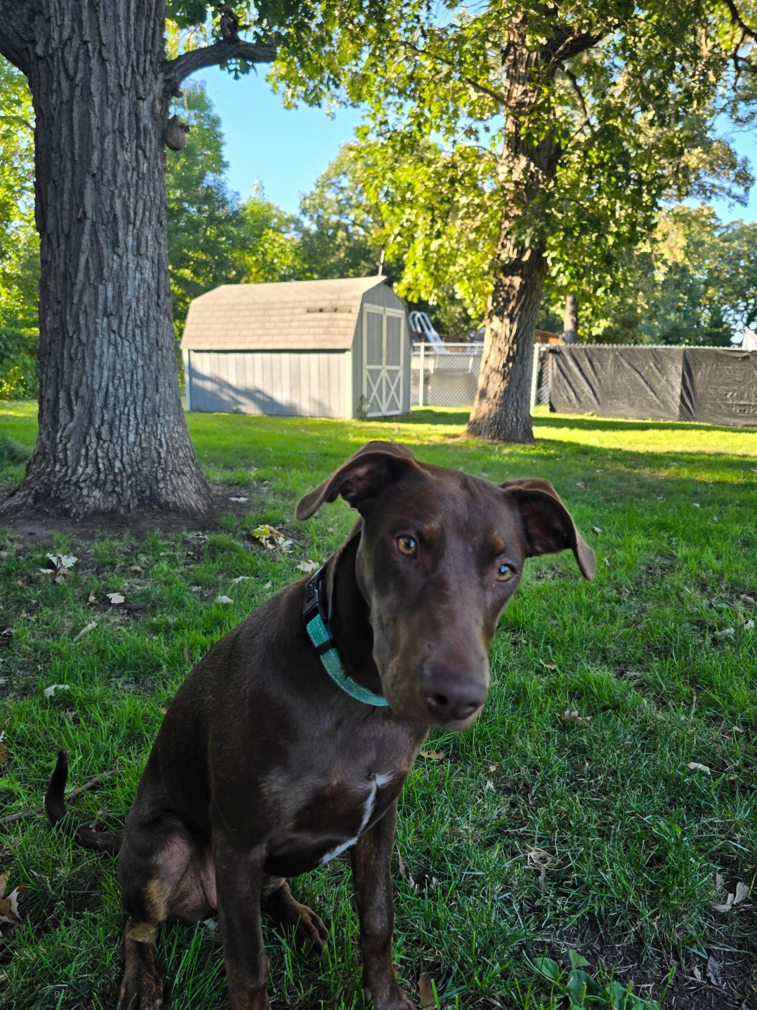 Sally, Adoptable, Puppy Female Doberman Pinscher.