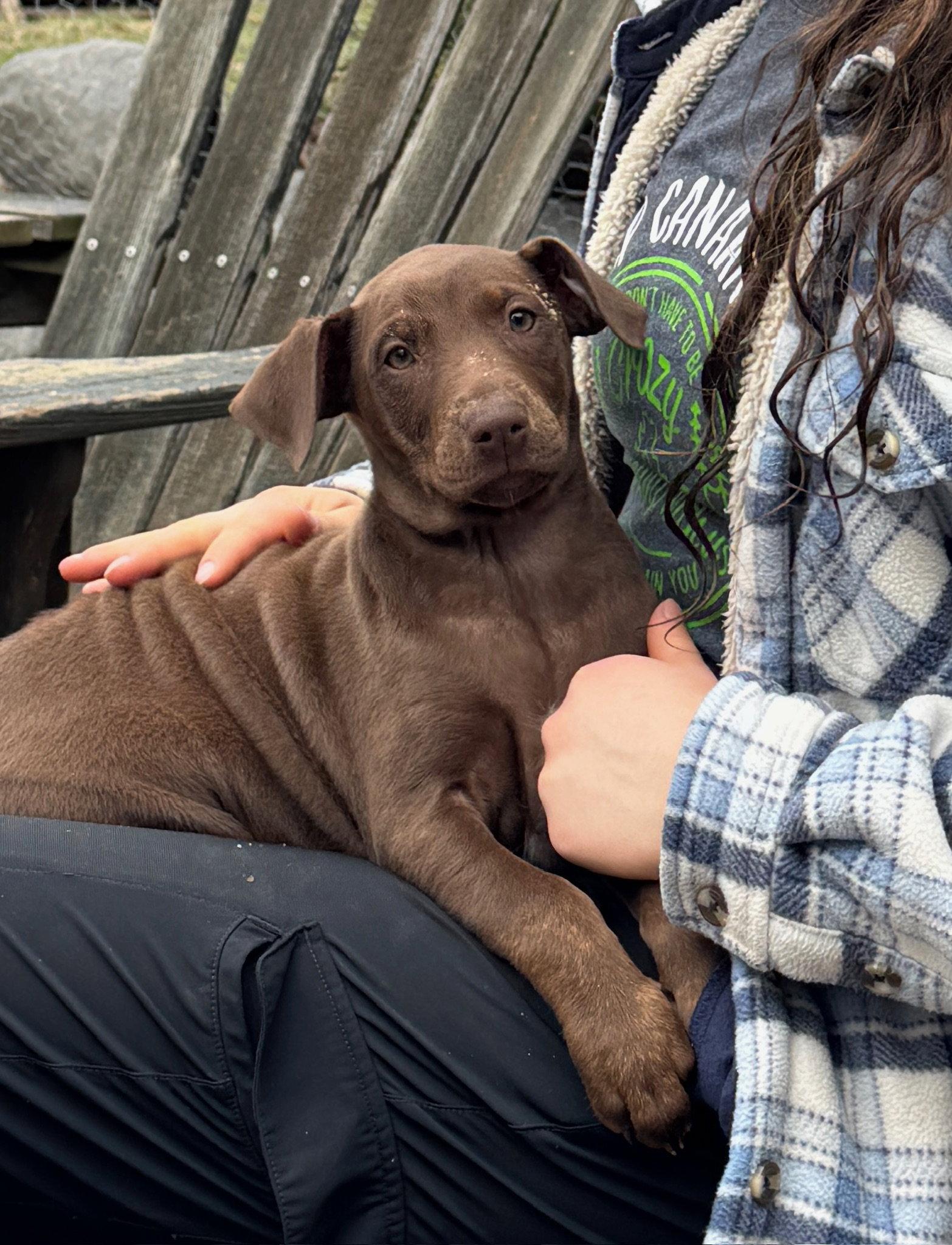 Sally, Adoptable, Puppy Female Doberman Pinscher.