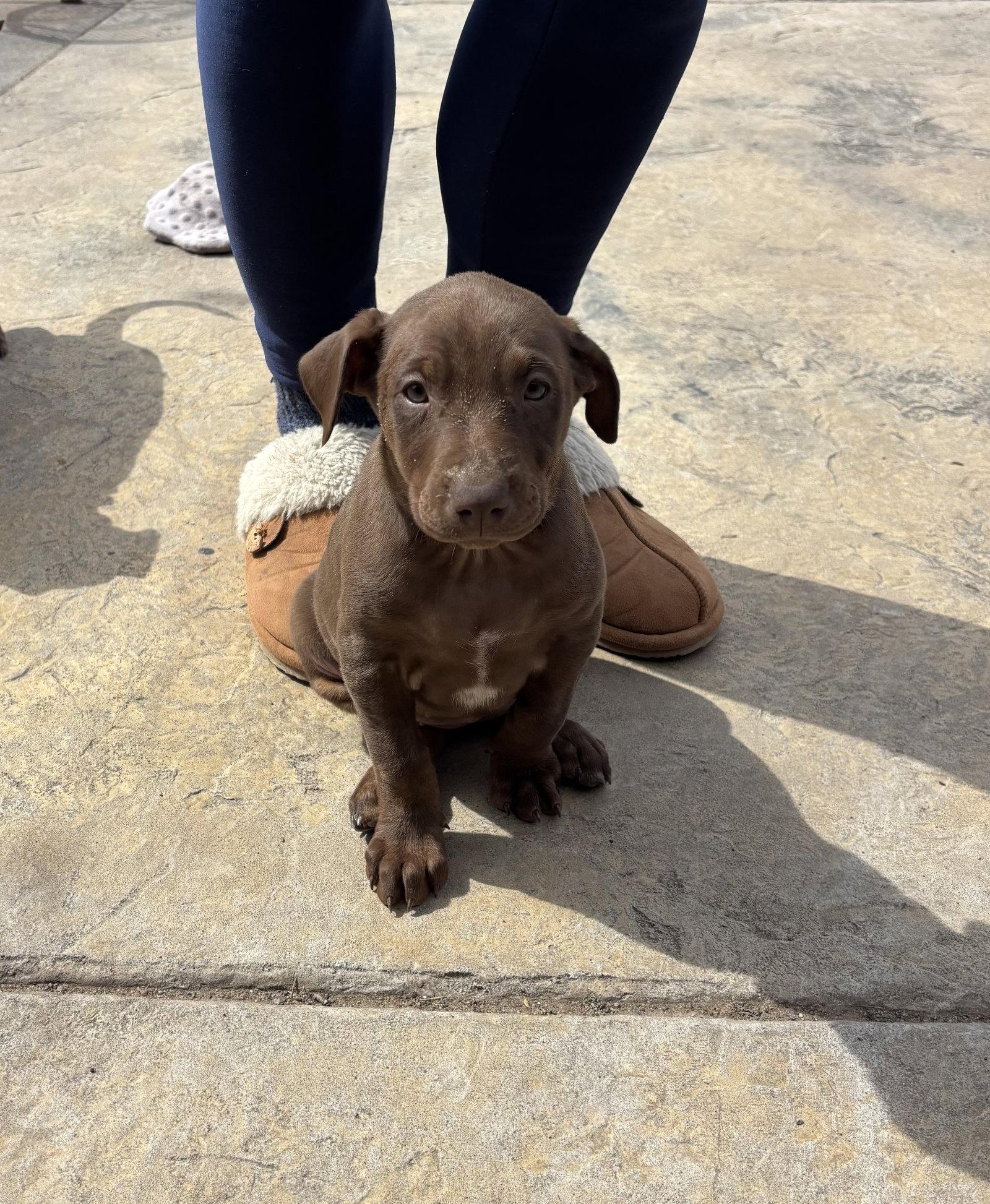 Sally, a Adoptable Doberman Pinscher in Minneapolis, MN image 2/3