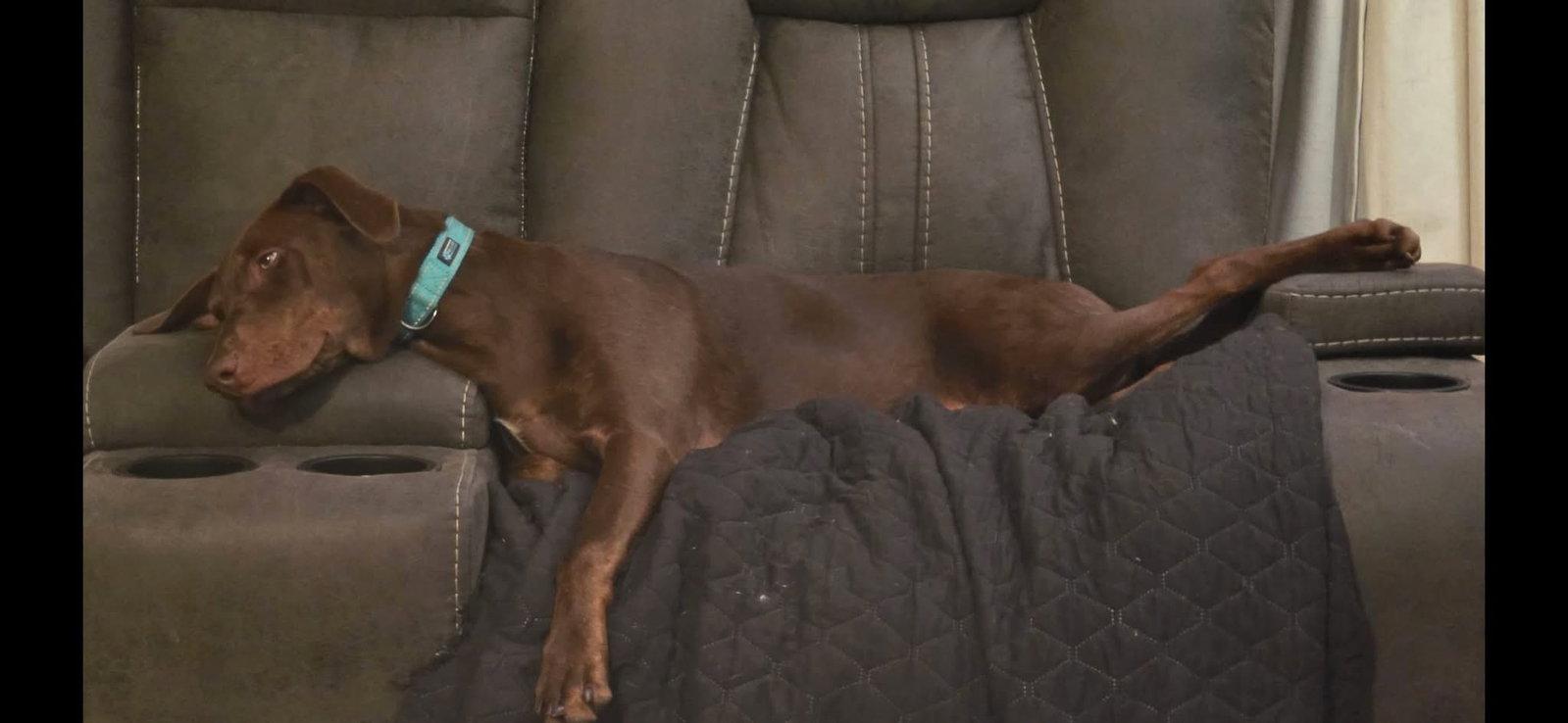Sally, Adoptable, Puppy Female Doberman Pinscher.