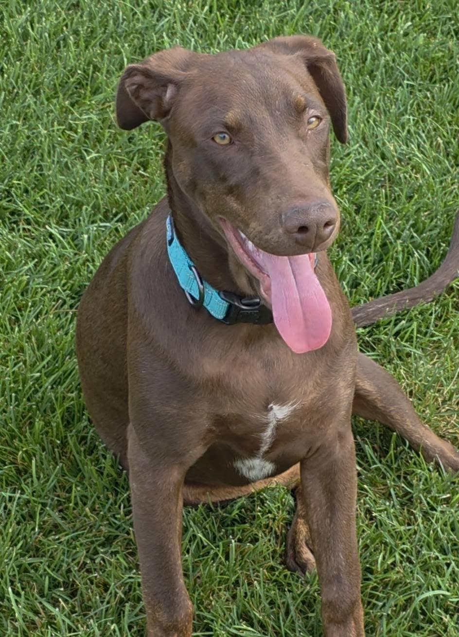 Sally, a Adoptable Doberman Pinscher in Minneapolis, MN image 2/3