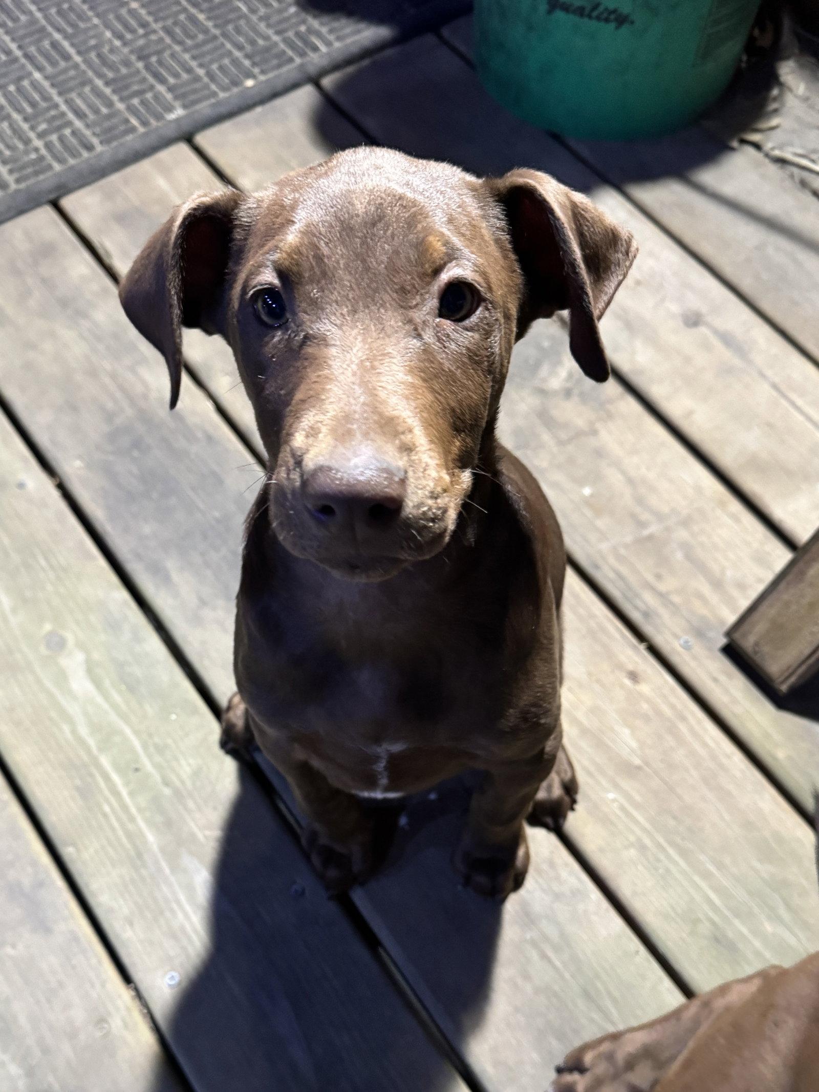 Sally, a Adoptable Doberman Pinscher in Minneapolis, MN image 3/3